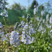 Veronica gentianoides